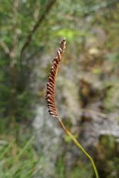 Schizaea fistulosa: fully mature fertile portion of frond.                                                     
 Image: L.R. Perrie © Leon Perrie 2012 CC BY-NC 3.0 NZ